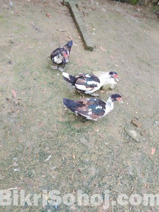 চিনা-হাঁস